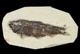 Bargain, Fossil Fish (Knightia) - Wyoming #155527-1